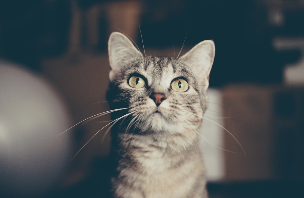 Frame Photo Element